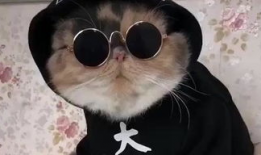 吃瓜娱乐的喵哥是谁啊图片,吃瓜娱乐界的神秘喵星人